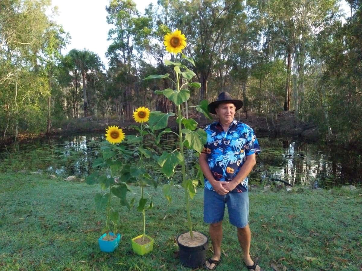 sunflowers surviven hydroponics