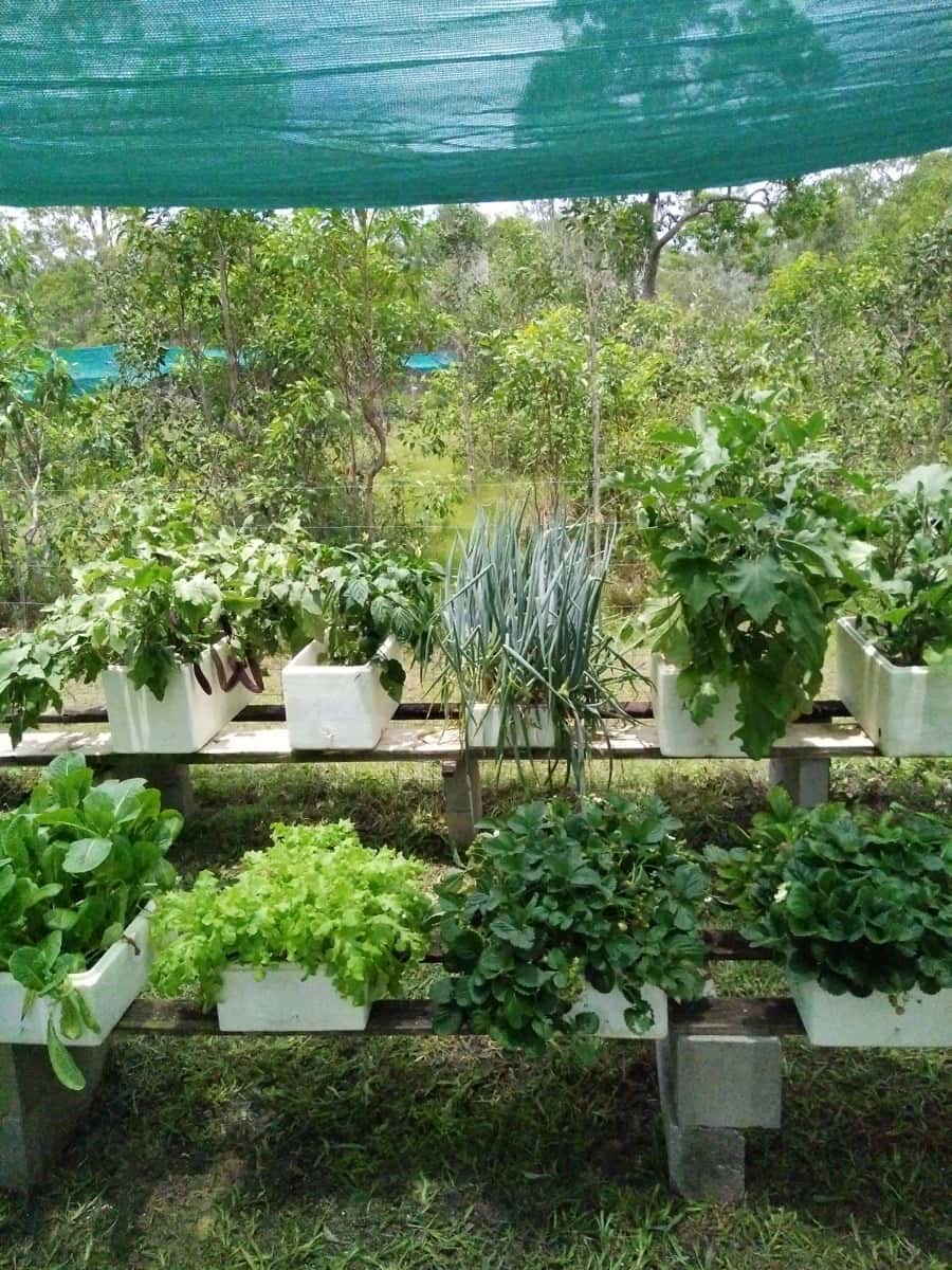 surviven hydroponic sand garden pots