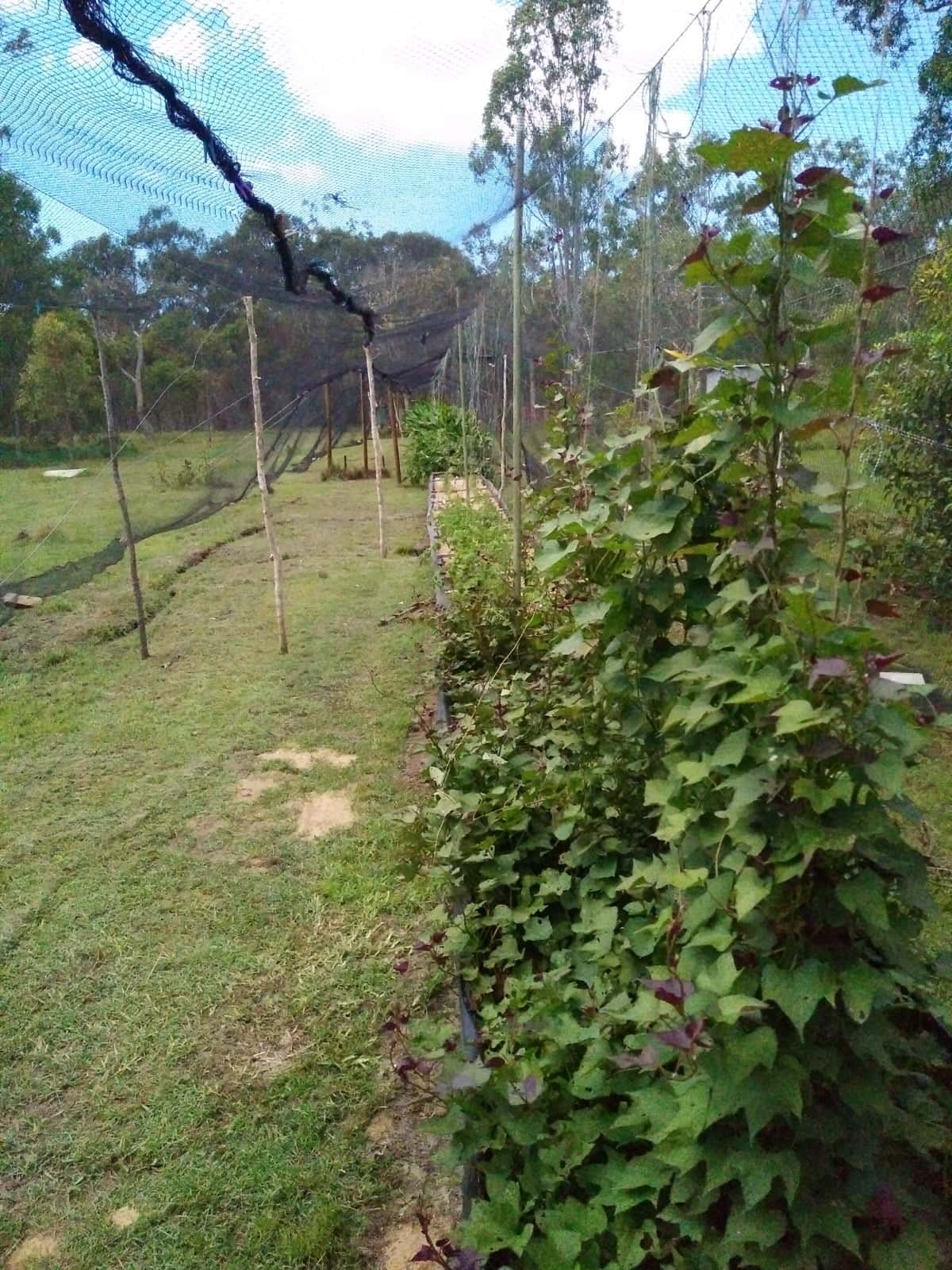 surviven super garden