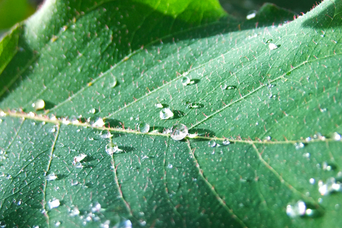 WHEN GIVEN THE RIGHT NUTRIENTS, IDEAS GROW AND THRIVE